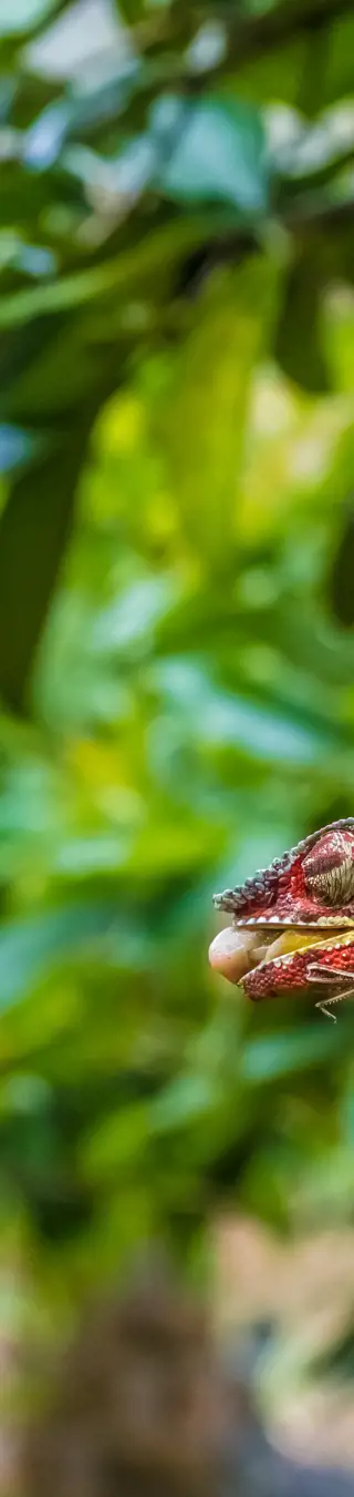 Besuche die Lemuren im Andasibe Nationalpark
